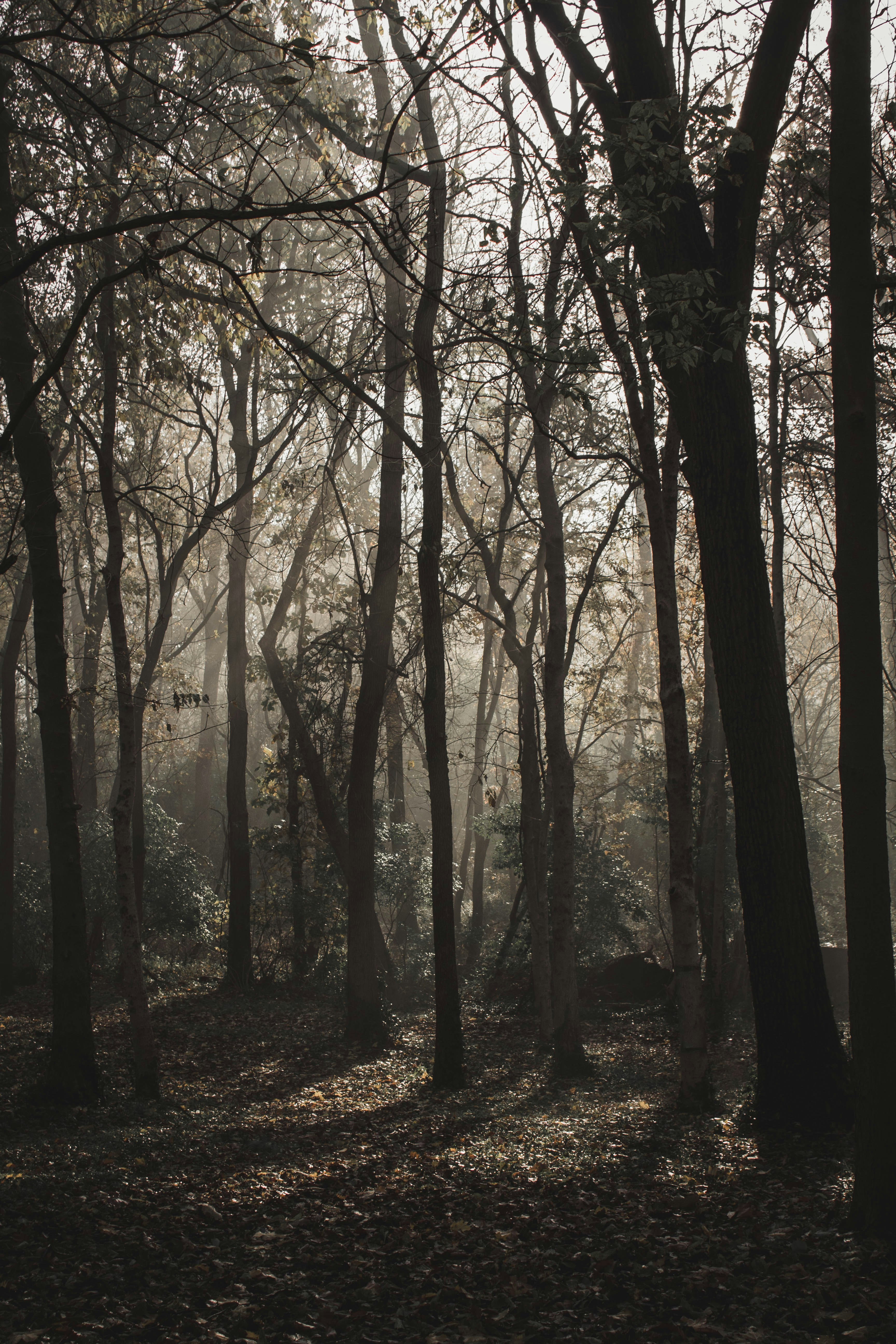 brown and green trees